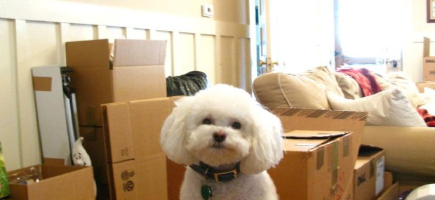 moving boxes and pet dog